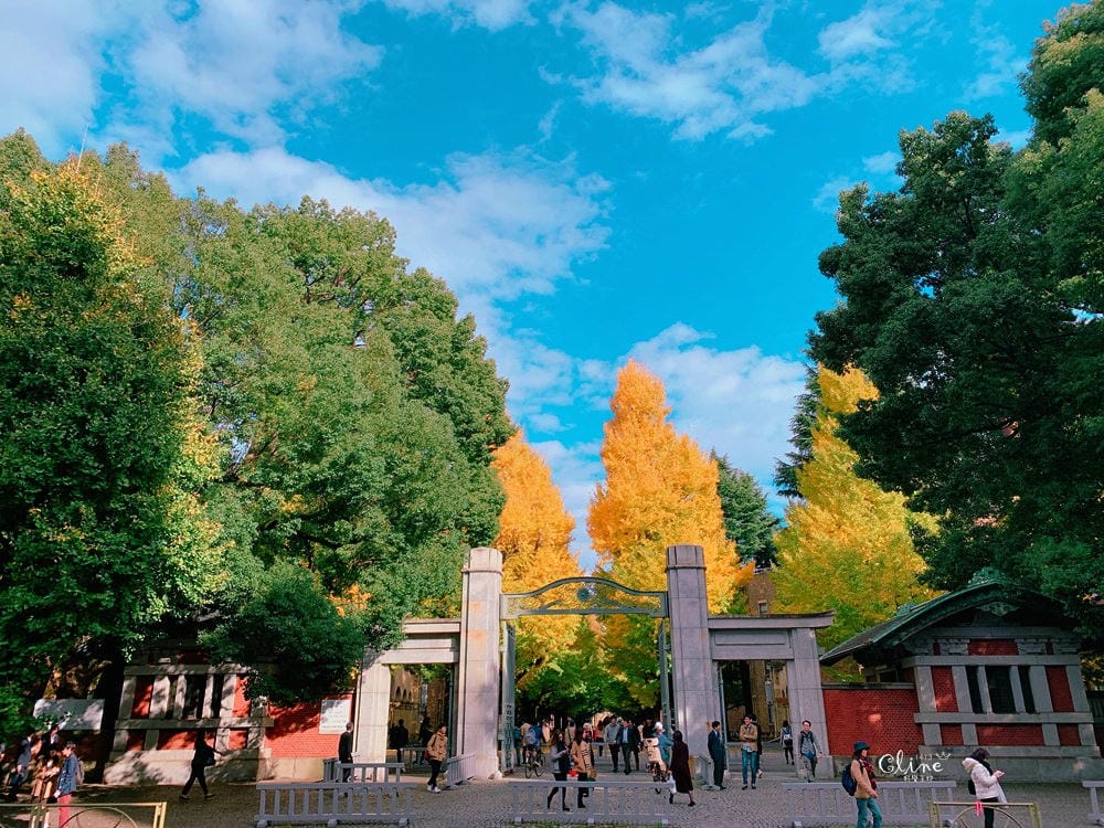 ▌東京大學銀杏▌ 超級無敵夢幻的銀杏併木群，彷彿走進金黃色的銀杏世界。安田講堂、赤門也是必訪的景點之一