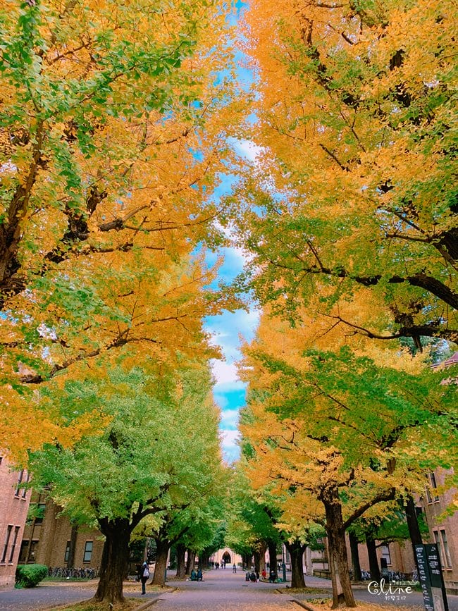 ▌東京大學銀杏▌ 超級無敵夢幻的銀杏併木群，彷彿走進金黃色的銀杏世界。安田講堂、赤門也是必訪的景點之一