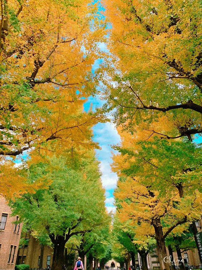 ▌東京大學銀杏▌ 超級無敵夢幻的銀杏併木群，彷彿走進金黃色的銀杏世界。安田講堂、赤門也是必訪的景點之一