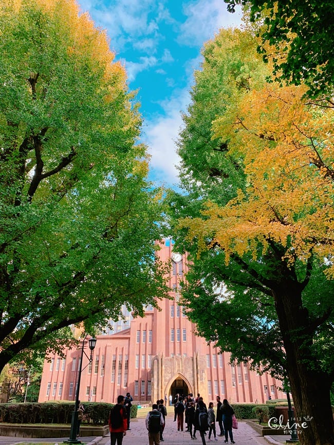 ▌東京大學銀杏▌ 超級無敵夢幻的銀杏併木群，彷彿走進金黃色的銀杏世界。安田講堂、赤門也是必訪的景點之一