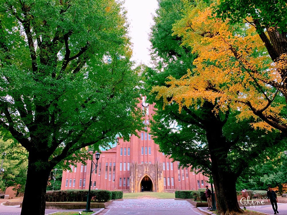 ▌東京大學銀杏▌ 超級無敵夢幻的銀杏併木群，彷彿走進金黃色的銀杏世界。安田講堂、赤門也是必訪的景點之一