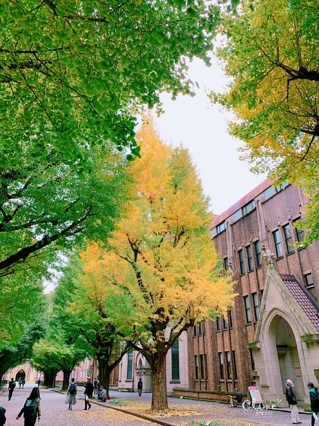 ▌東京大學銀杏▌ 超級無敵夢幻的銀杏併木群，彷彿走進金黃色的銀杏世界。安田講堂、赤門也是必訪的景點之一