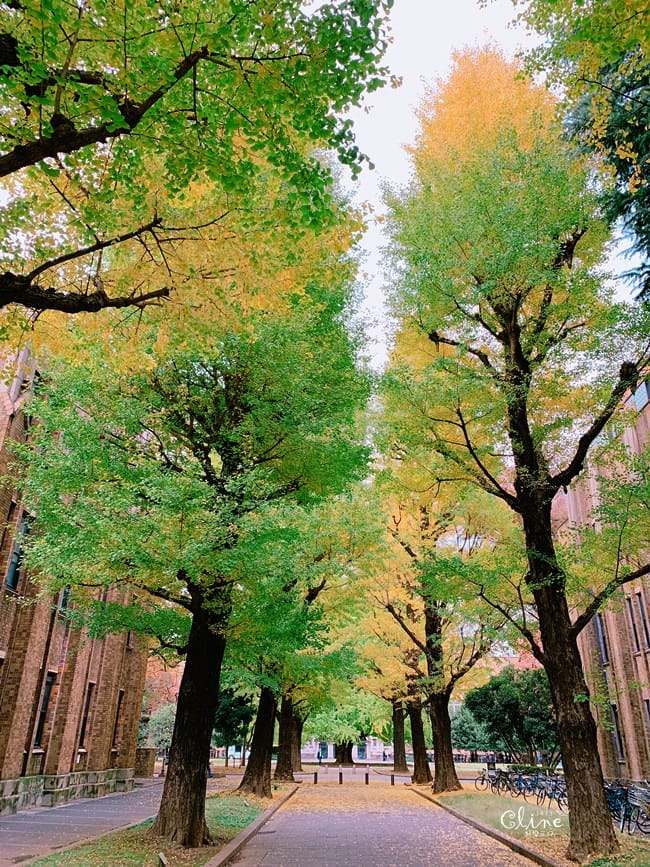 ▌東京大學銀杏▌ 超級無敵夢幻的銀杏併木群，彷彿走進金黃色的銀杏世界。安田講堂、赤門也是必訪的景點之一