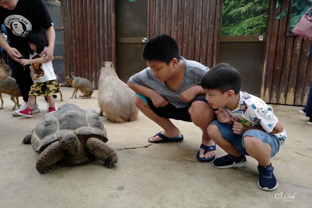 ▌神戶親子景點▌神戶動物王國(神戸どうぶつ王国) 親子行程x雨天備案好去處 - 第78張圖 ▌神戶親子景點▌神戶動物王國(神戸どうぶつ王国) 親子行程x雨天備案好去處