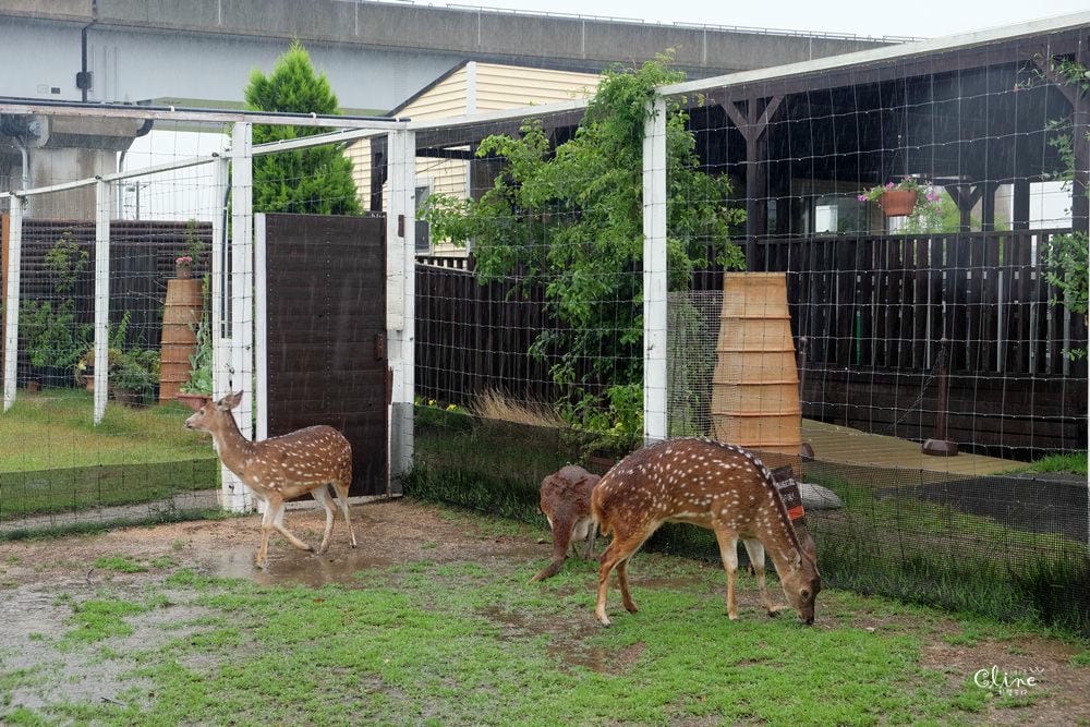 ▌神戶親子景點▌神戶動物王國(神戸どうぶつ王国) 親子行程x雨天備案好去處 - 第20張圖 ▌神戶親子景點▌神戶動物王國(神戸どうぶつ王国) 親子行程x雨天備案好去處