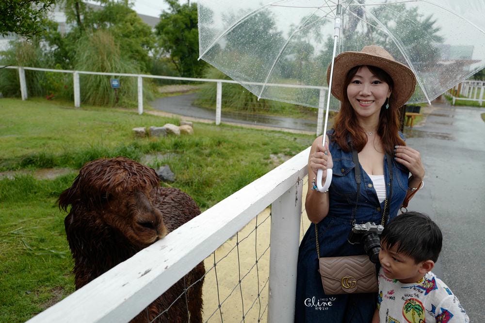 ▌神戶親子景點▌神戶動物王國(神戸どうぶつ王国) 親子行程x雨天備案好去處 - 第21張圖 ▌神戶親子景點▌神戶動物王國(神戸どうぶつ王国) 親子行程x雨天備案好去處