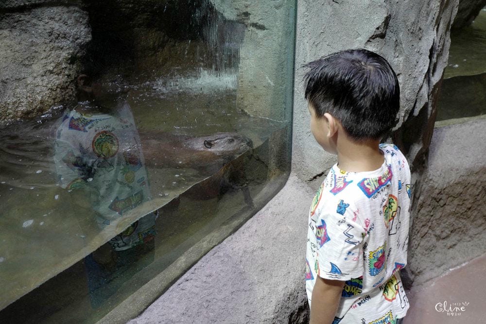 ▌神戶親子景點▌神戶動物王國(神戸どうぶつ王国) 親子行程x雨天備案好去處 - 第34張圖 ▌神戶親子景點▌神戶動物王國(神戸どうぶつ王国) 親子行程x雨天備案好去處