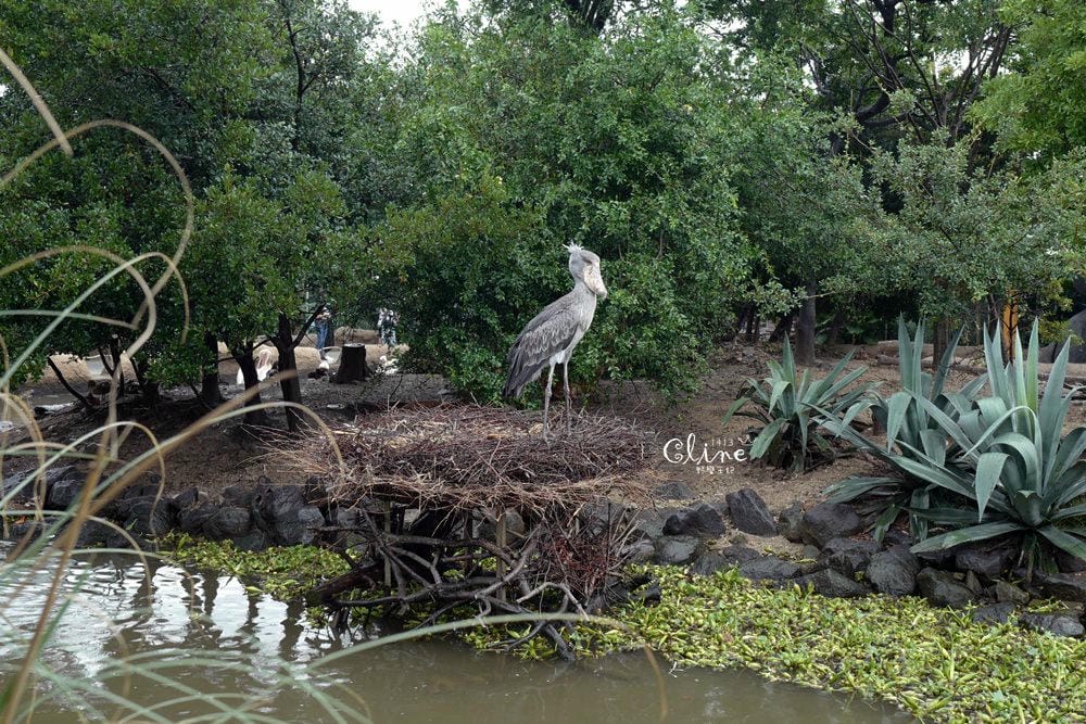 ▌神戶親子景點▌神戶動物王國(神戸どうぶつ王国) 親子行程x雨天備案好去處 - 第68張圖 ▌神戶親子景點▌神戶動物王國(神戸どうぶつ王国) 親子行程x雨天備案好去處
