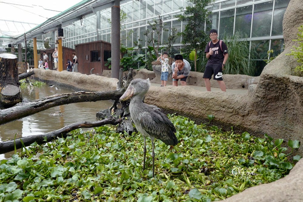 ▌神戶親子景點▌神戶動物王國(神戸どうぶつ王国) 親子行程x雨天備案好去處 - 第67張圖 ▌神戶親子景點▌神戶動物王國(神戸どうぶつ王国) 親子行程x雨天備案好去處