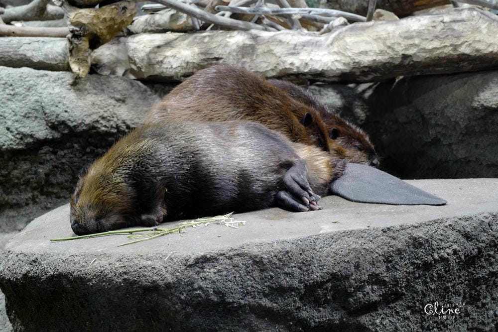 ▌神戶親子景點▌神戶動物王國(神戸どうぶつ王国) 親子行程x雨天備案好去處 - 第32張圖 ▌神戶親子景點▌神戶動物王國(神戸どうぶつ王国) 親子行程x雨天備案好去處