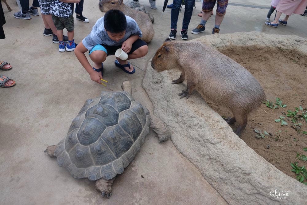 ▌神戶親子景點▌神戶動物王國(神戸どうぶつ王国) 親子行程x雨天備案好去處 - 第74張圖 ▌神戶親子景點▌神戶動物王國(神戸どうぶつ王国) 親子行程x雨天備案好去處