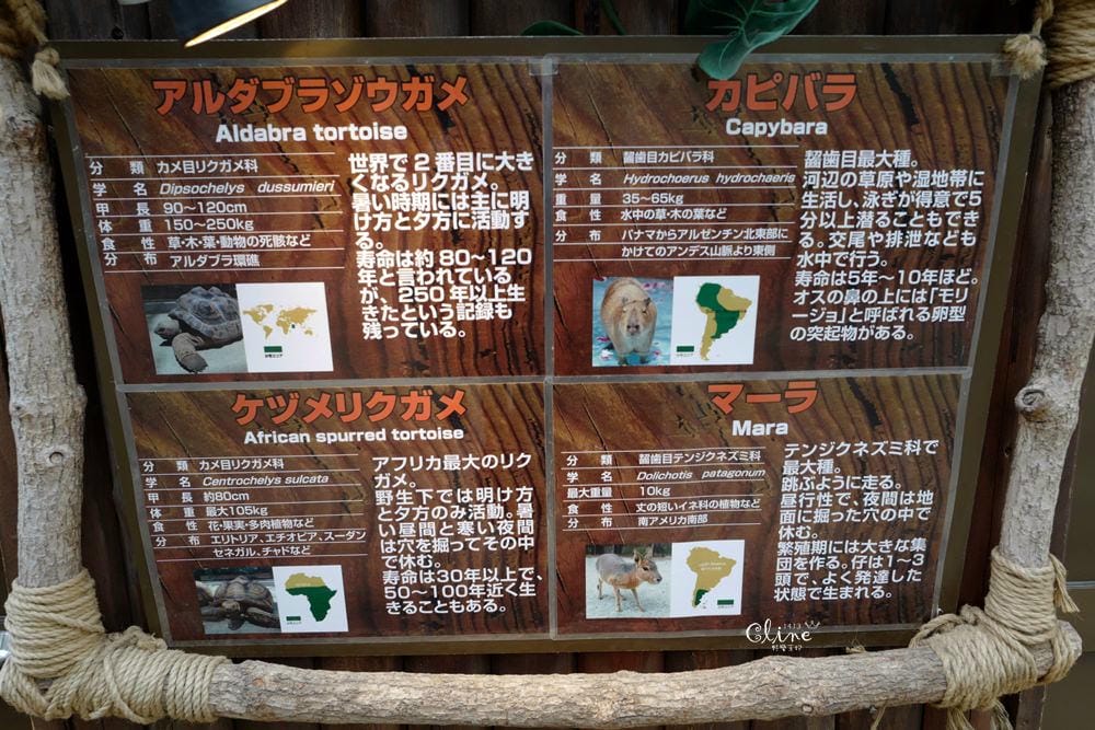 ▌神戶親子景點▌神戶動物王國(神戸どうぶつ王国) 親子行程x雨天備案好去處 - 第70張圖 ▌神戶親子景點▌神戶動物王國(神戸どうぶつ王国) 親子行程x雨天備案好去處