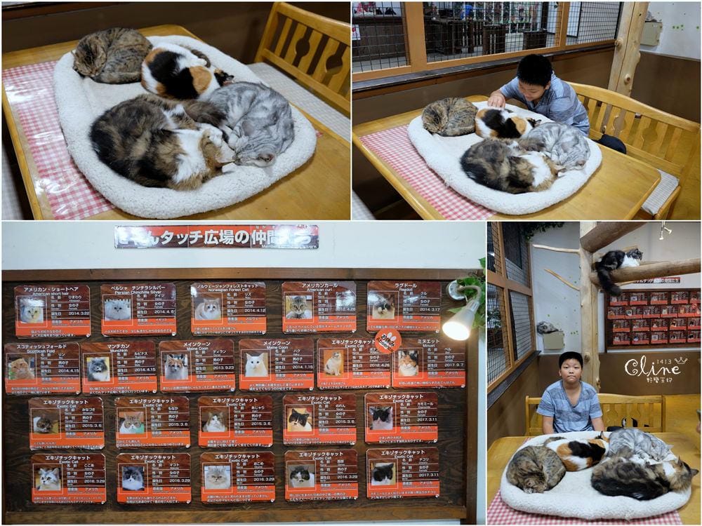▌神戶親子景點▌神戶動物王國(神戸どうぶつ王国) 親子行程x雨天備案好去處 - 第45張圖 ▌神戶親子景點▌神戶動物王國(神戸どうぶつ王国) 親子行程x雨天備案好去處
