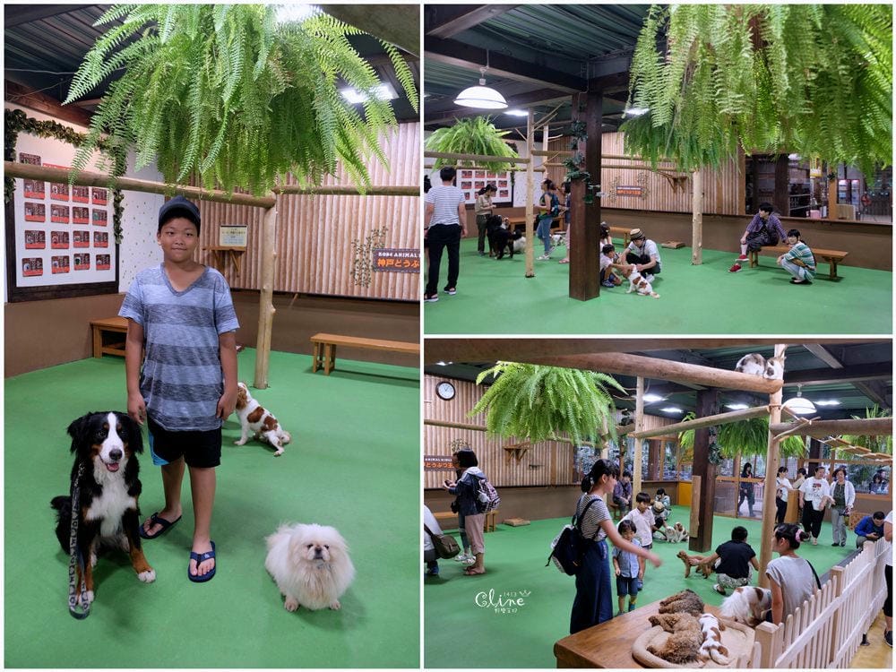 ▌神戶親子景點▌神戶動物王國(神戸どうぶつ王国) 親子行程x雨天備案好去處 - 第47張圖 ▌神戶親子景點▌神戶動物王國(神戸どうぶつ王国) 親子行程x雨天備案好去處