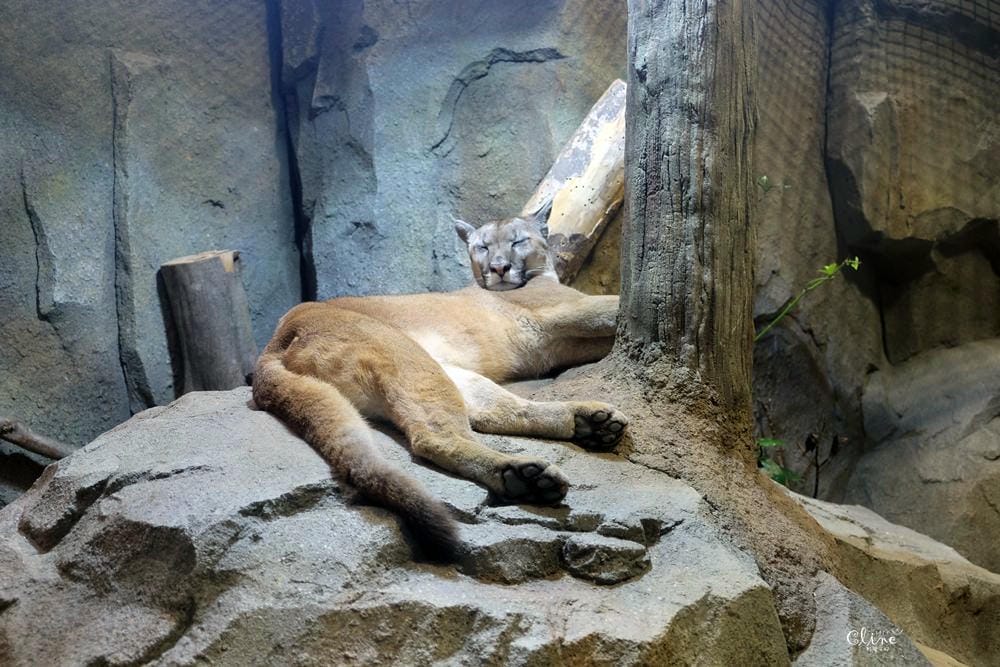 ▌神戶親子景點▌神戶動物王國(神戸どうぶつ王国) 親子行程x雨天備案好去處 - 第28張圖 ▌神戶親子景點▌神戶動物王國(神戸どうぶつ王国) 親子行程x雨天備案好去處