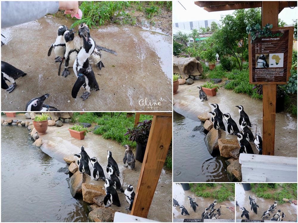 ▌神戶親子景點▌神戶動物王國(神戸どうぶつ王国) 親子行程x雨天備案好去處 - 第12張圖 ▌神戶親子景點▌神戶動物王國(神戸どうぶつ王国) 親子行程x雨天備案好去處