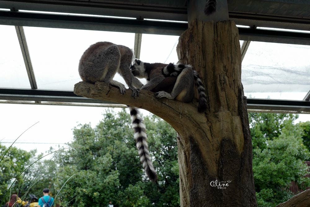 ▌神戶親子景點▌神戶動物王國(神戸どうぶつ王国) 親子行程x雨天備案好去處 - 第69張圖 ▌神戶親子景點▌神戶動物王國(神戸どうぶつ王国) 親子行程x雨天備案好去處