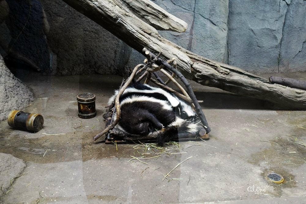▌神戶親子景點▌神戶動物王國(神戸どうぶつ王国) 親子行程x雨天備案好去處 - 第29張圖 ▌神戶親子景點▌神戶動物王國(神戸どうぶつ王国) 親子行程x雨天備案好去處