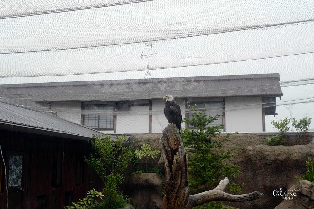 ▌神戶親子景點▌神戶動物王國(神戸どうぶつ王国) 親子行程x雨天備案好去處 - 第25張圖 ▌神戶親子景點▌神戶動物王國(神戸どうぶつ王国) 親子行程x雨天備案好去處