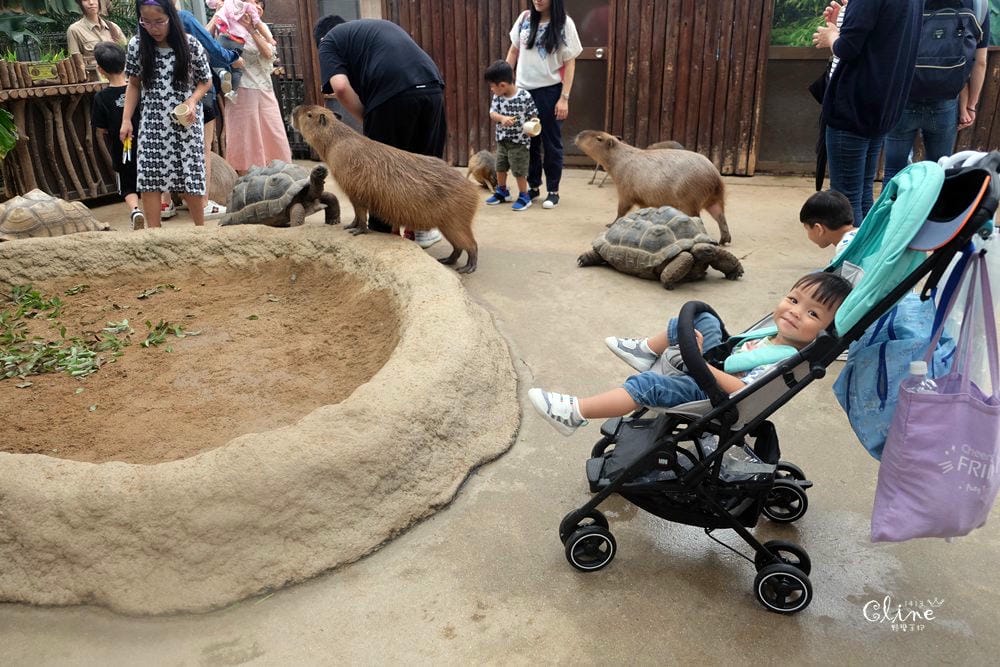 ▌神戶親子景點▌神戶動物王國(神戸どうぶつ王国) 親子行程x雨天備案好去處 - 第76張圖 ▌神戶親子景點▌神戶動物王國(神戸どうぶつ王国) 親子行程x雨天備案好去處