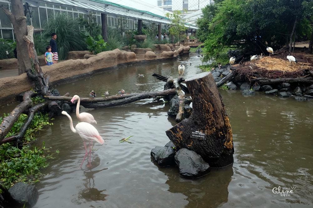 ▌神戶親子景點▌神戶動物王國(神戸どうぶつ王国) 親子行程x雨天備案好去處 - 第65張圖 ▌神戶親子景點▌神戶動物王國(神戸どうぶつ王国) 親子行程x雨天備案好去處