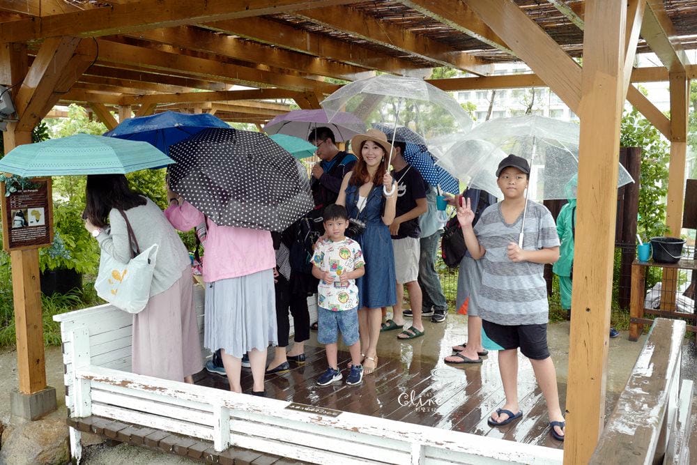 ▌神戶親子景點▌神戶動物王國(神戸どうぶつ王国) 親子行程x雨天備案好去處 - 第13張圖 ▌神戶親子景點▌神戶動物王國(神戸どうぶつ王国) 親子行程x雨天備案好去處