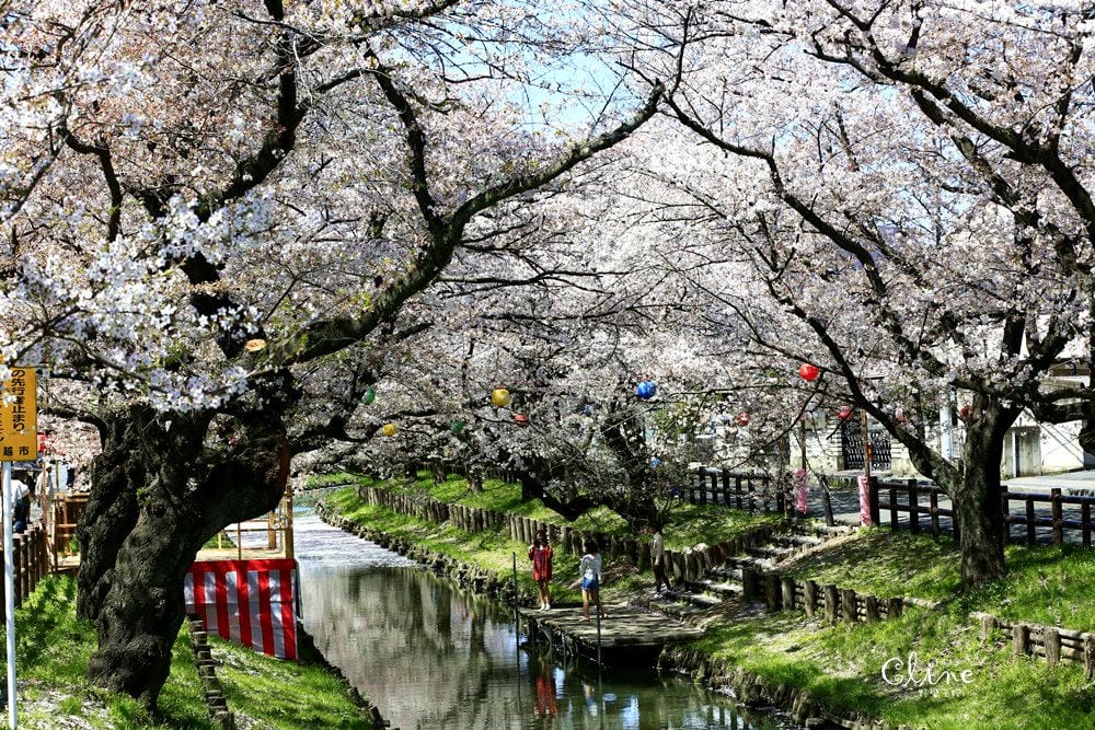 ▌東京近郊賞櫻▌川越【冰川神社。絕美花筏】夢幻賞櫻景點