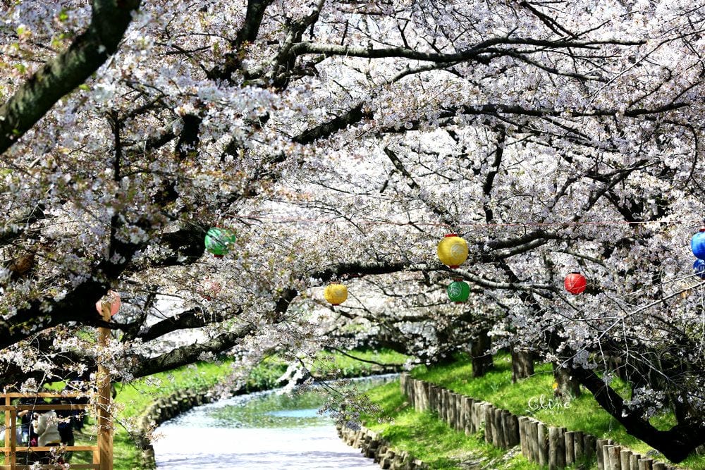 ▌東京近郊賞櫻▌川越【冰川神社。絕美花筏】夢幻賞櫻景點
