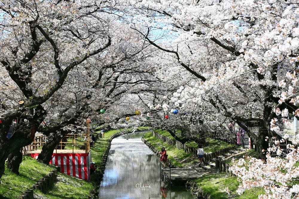 ▌東京近郊賞櫻▌川越【冰川神社。絕美花筏】夢幻賞櫻景點