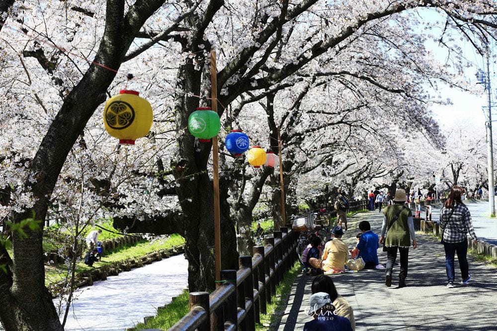 ▌東京近郊賞櫻▌川越【冰川神社。絕美花筏】夢幻賞櫻景點