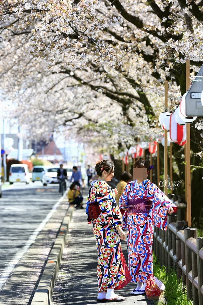 ▌東京近郊賞櫻▌川越【冰川神社。絕美花筏】夢幻賞櫻景點