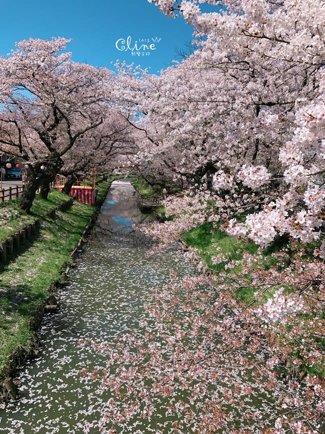 ▌東京近郊賞櫻▌川越【冰川神社。絕美花筏】夢幻賞櫻景點