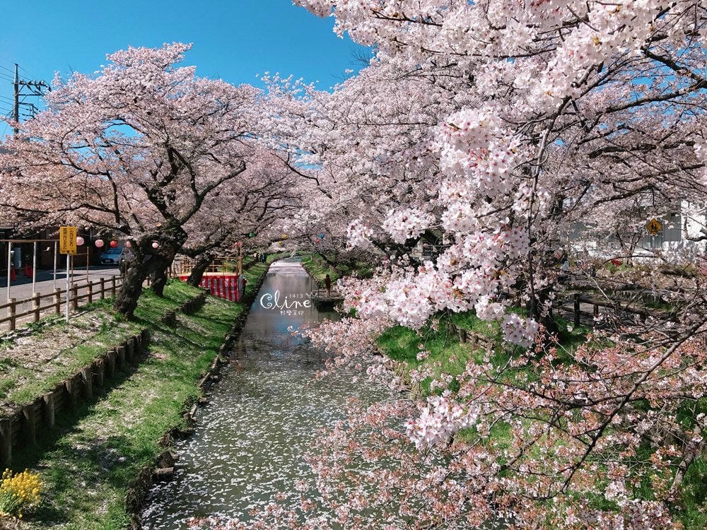 ▌東京近郊賞櫻▌川越【冰川神社。絕美花筏】夢幻賞櫻景點
