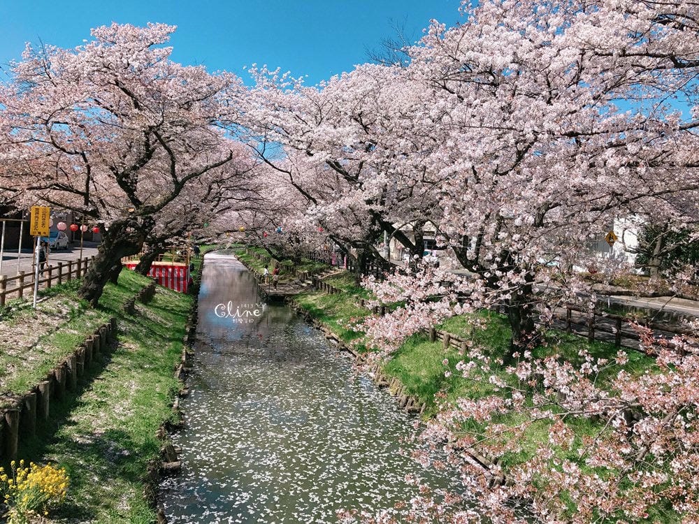 ▌東京近郊賞櫻▌川越【冰川神社。絕美花筏】夢幻賞櫻景點