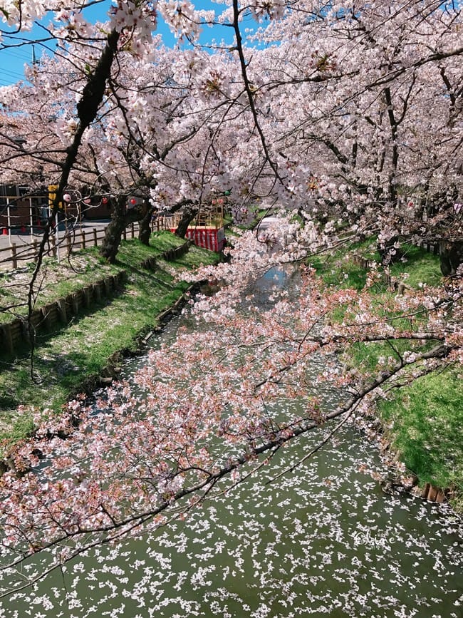 ▌東京近郊賞櫻▌川越【冰川神社。絕美花筏】夢幻賞櫻景點