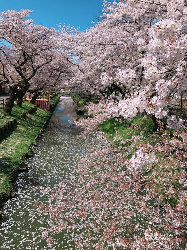 ▌東京近郊賞櫻▌川越【冰川神社。絕美花筏】夢幻賞櫻景點