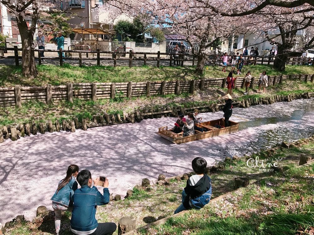 ▌東京近郊賞櫻▌川越【冰川神社。絕美花筏】夢幻賞櫻景點