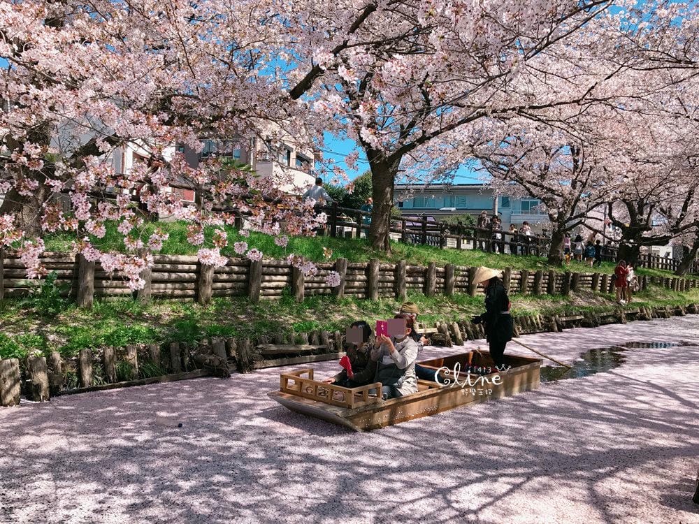 ▌東京近郊賞櫻▌川越【冰川神社。絕美花筏】夢幻賞櫻景點
