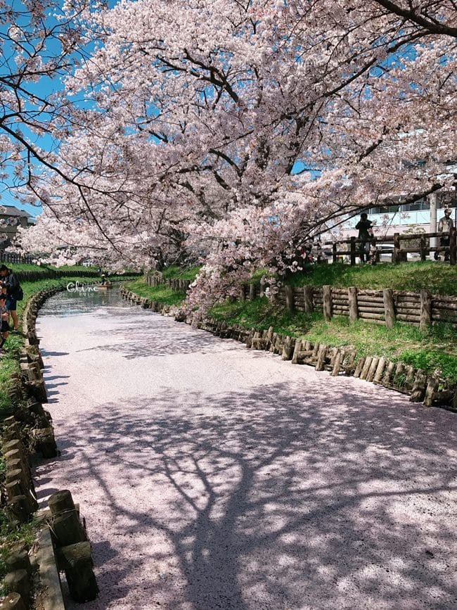 ▌東京近郊賞櫻▌川越【冰川神社。絕美花筏】夢幻賞櫻景點