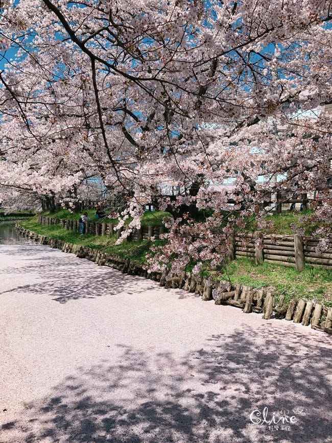 ▌東京近郊賞櫻▌川越【冰川神社。絕美花筏】夢幻賞櫻景點