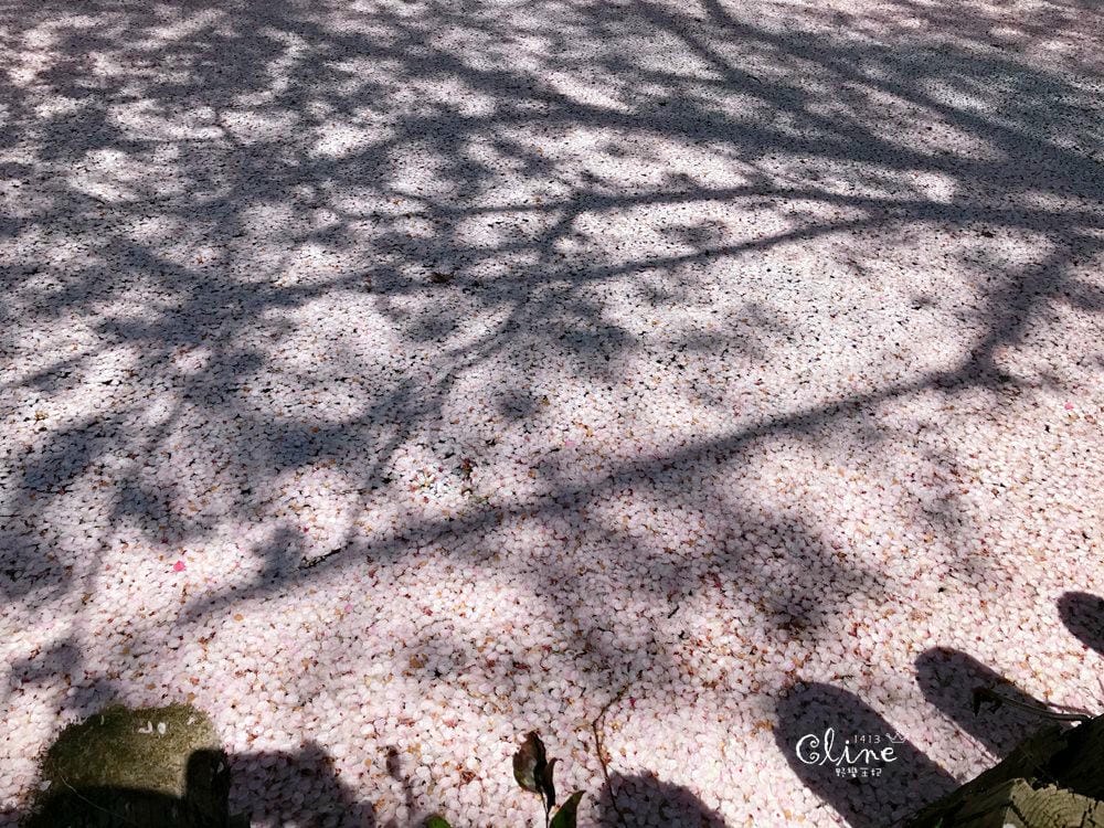 ▌東京近郊賞櫻▌川越【冰川神社。絕美花筏】夢幻賞櫻景點