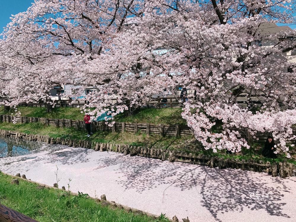▌東京近郊賞櫻▌川越【冰川神社。絕美花筏】夢幻賞櫻景點