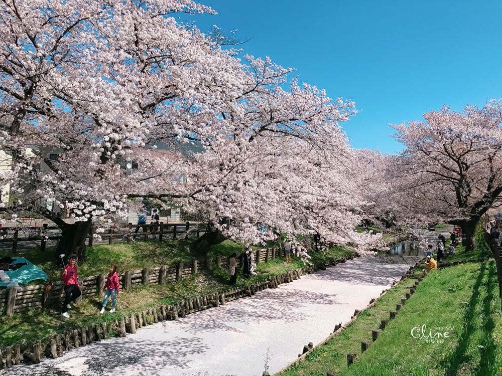 ▌東京近郊賞櫻▌川越【冰川神社。絕美花筏】夢幻賞櫻景點