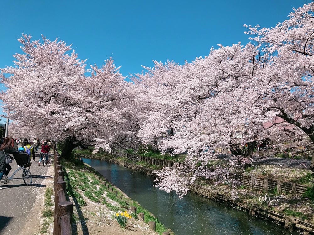 ▌東京近郊賞櫻▌川越【冰川神社。絕美花筏】夢幻賞櫻景點