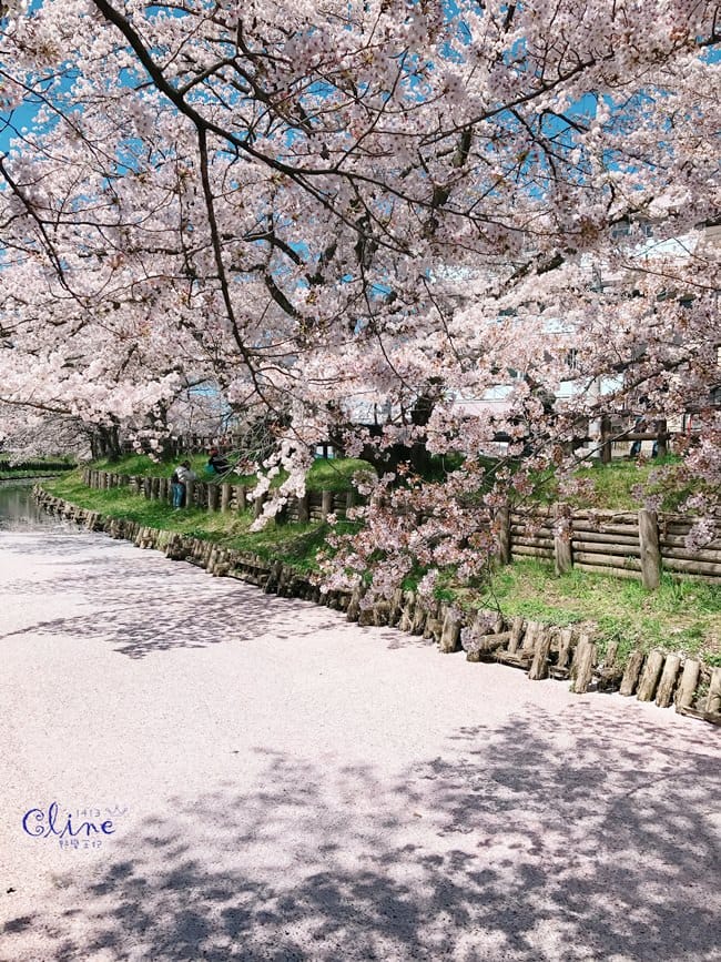 ▌東京近郊賞櫻▌川越【冰川神社。絕美花筏】夢幻賞櫻景點