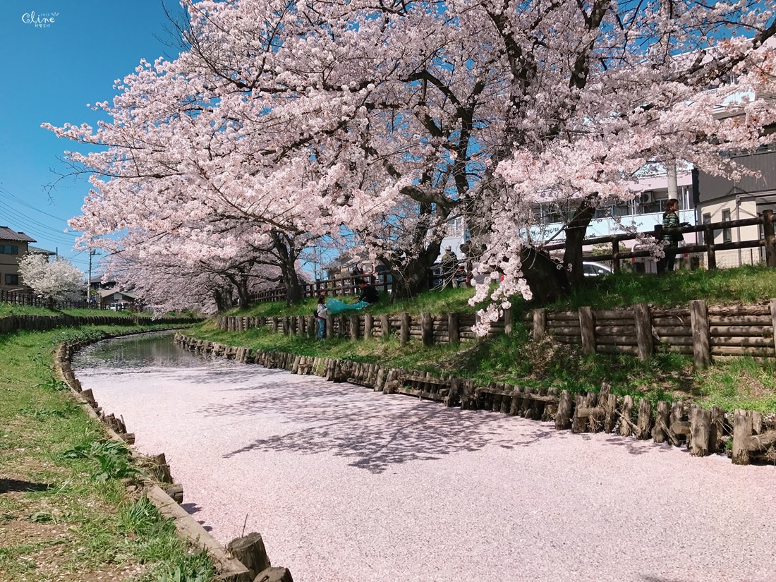 東京近郊賞櫻 川越 冰川神社 絕美花筏 夢幻賞櫻景點 野蠻王妃愛漂亮