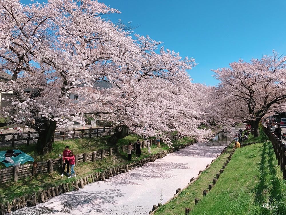 ▌東京近郊賞櫻▌川越【冰川神社。絕美花筏】夢幻賞櫻景點