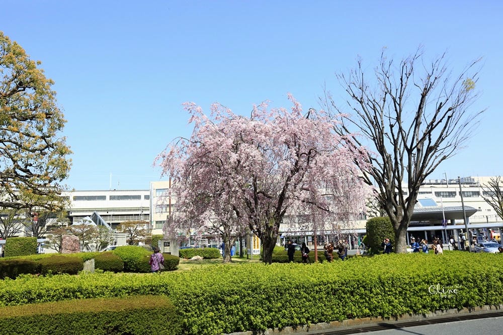 ▌東京近郊賞櫻▌驚為天人的花見【熊谷櫻堤】。櫻花與油菜花美到爆炸啊～