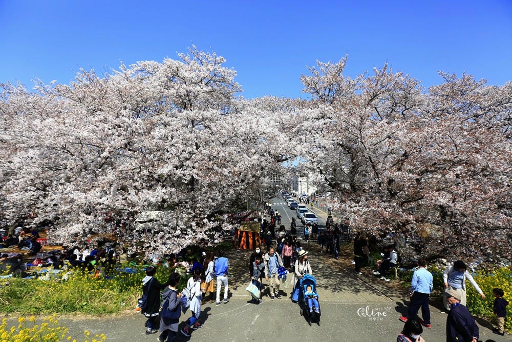▌東京近郊賞櫻▌驚為天人的花見【熊谷櫻堤】。櫻花與油菜花美到爆炸啊～