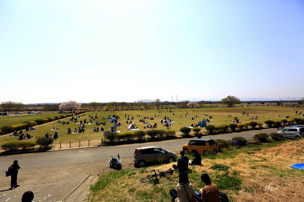 ▌東京近郊賞櫻▌驚為天人的花見【熊谷櫻堤】。櫻花與油菜花美到爆炸啊～